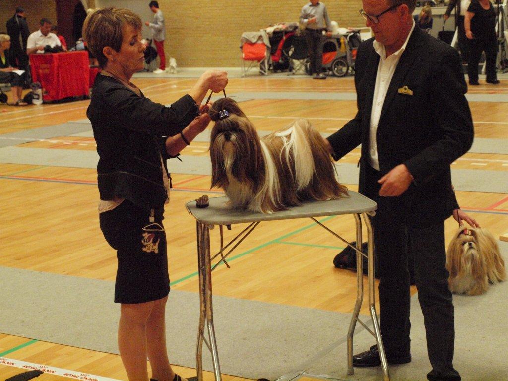Shih Tzu Danmark